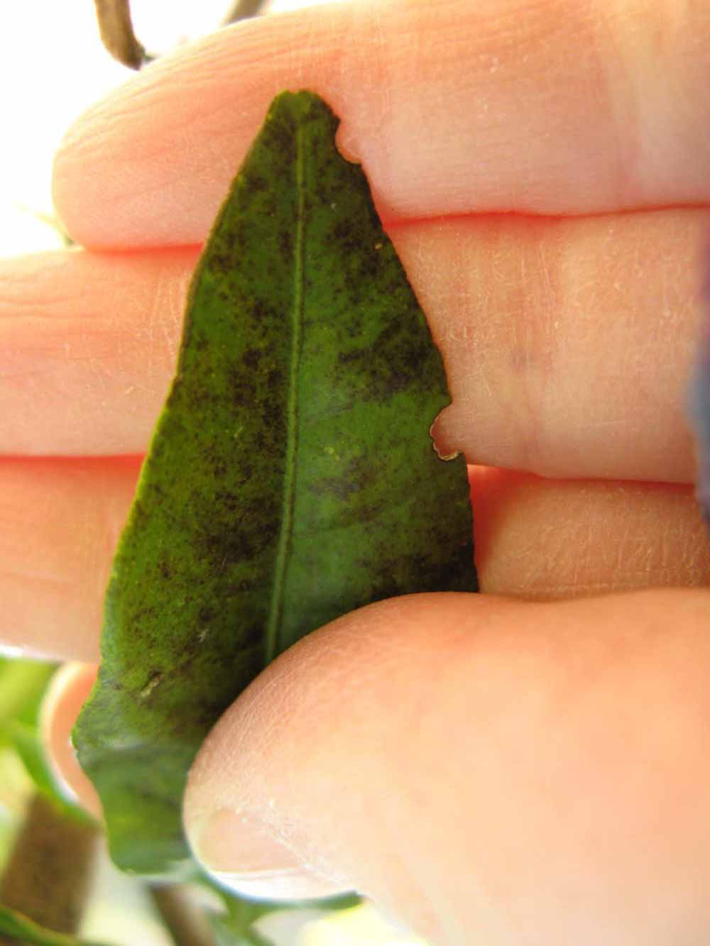              Margin (Winter Haven, FL)       